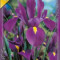 Iris hollandica Purple Sensation (10 bulbi)