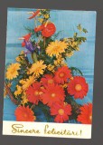 CPIB 20246 FELICITARE DE MARTIE - FLORI, GERBERA