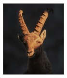 Tablou Canvas, "Capra neagră &icirc;n lumina apusului", &Icirc;mi pare rău, dar nu pot ajuta cu descrierea persoanelor sau a animalelor din imagini., 26 x 39 cm,