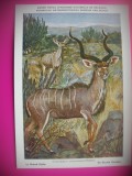 HOPCT 6228 KUDU MARE- STRPSICEROS STREPSICEROS -CORNUTE / ANTILOPE -FAUNA AFRICA-CP CHROMO LITHO -MUZEUL REGAL STIINTE NATURALE BELGIA-NECIRCULATA, Printata