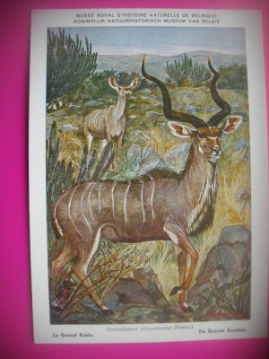 HOPCT 6228 KUDU MARE- STRPSICEROS STREPSICEROS -CORNUTE / ANTILOPE -FAUNA AFRICA-CP CHROMO LITHO -MUZEUL REGAL STIINTE NATURALE BELGIA-NECIRCULATA foto