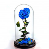 Cumpara ieftin Trandafir Criogenat albastru &Oslash;8cm in cupola sticla 12x25cm