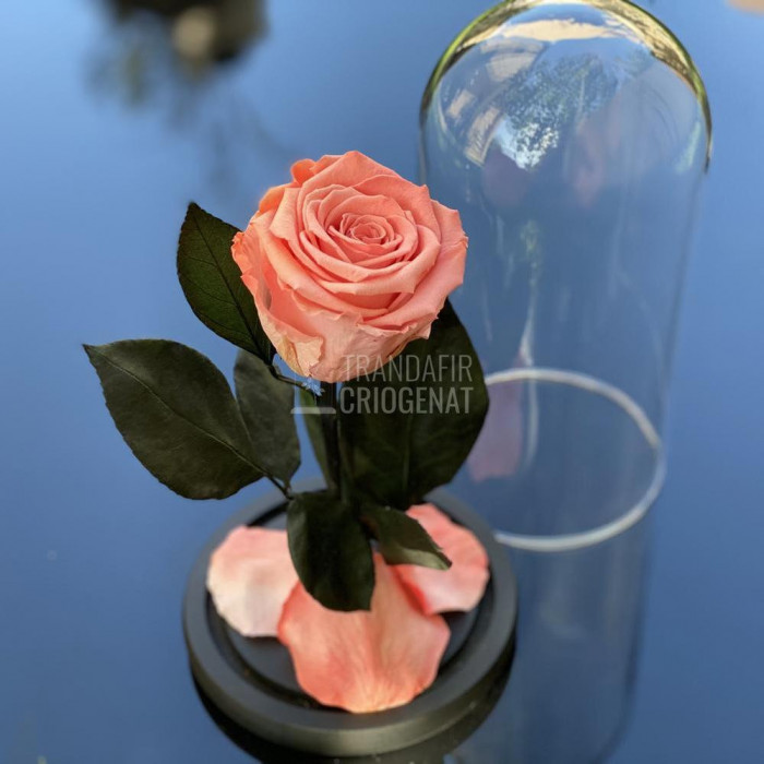 Trandafir Criogenat somon deschis &Oslash;6,5cm in cupola 10x20cm
