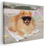 Tablou caine pomeranian cu ochelari pe plaja Tablou canvas pe panza CU RAMA 20x30 cm