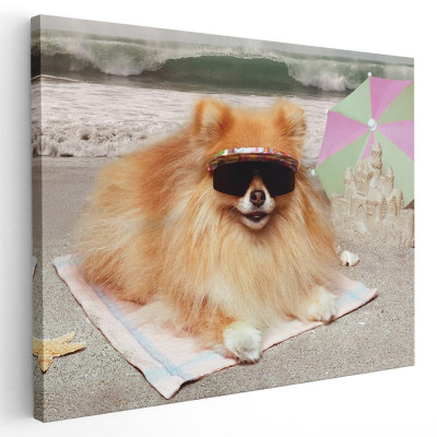 Tablou caine pomeranian cu ochelari pe plaja Tablou canvas pe panza CU RAMA 30x40 cm foto