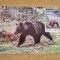 C12 - maxima Romania - tematica animale 7 - prima zi a emisiunii sau expozitii