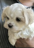 Bichon maltez