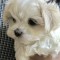 Bichon maltez