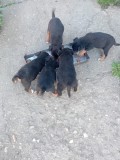 Jagd Terrier păr scurt de v&acirc;nzare