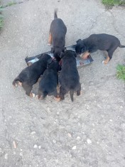 Jagd Terrier păr scurt de v&acirc;nzare