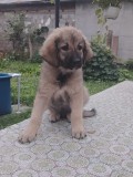 Căței Ciobanesc Corb și Ciobanesc Carpatin