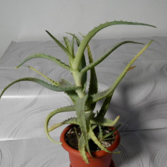 Aloe arborescens (planta vindecătoare)