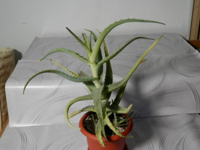 Aloe arborescens (planta vindecătoare) foto