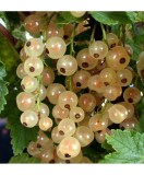 Coacaz alb ( Blanka ) 20-30 cm, radacina libera, Oem