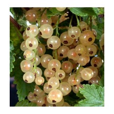 Coacaz alb ( Blanka ) 20-30 cm, radacina libera