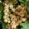 Coacaz alb ( Blanka ) 20-30 cm, radacina libera