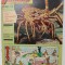 VAILLANT , LE JOURNAL LE PLUS CAPTIVANT , REVISTA CU BENZI DESENATE PENTRU COPII , TEXT IN LIMBA FRANCEZA , No. 913 / 1962