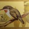 MAXIME - TEMATICA FAUNA - PASARI - PRIMA ZI A EMISIUNII SI EXPOZITII