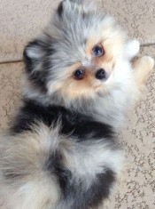 Pomeranian foto