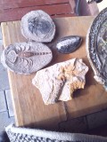 Fosile din Jurasic