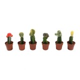 Planta interior - Cactus gymnocalyc mix, H 20 cm, D 8.5 cm