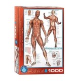 Cumpara ieftin Puzzle Eurographics - Muskelsystem, 1000 piese