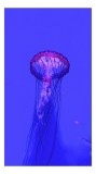 Tablou Canvas, "Meduză plutind &icirc;n lumină albastră", Meduză, Strălucire, Albastru, Ocean, Grație, Tentacule, Mister, Lumina, Frumusețe., 26 x 39 cm, CM