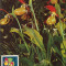 Romania, flora alpina, carte maxima