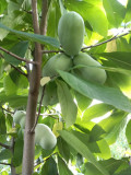 Paw Paw, Bananul de munte, plante altoite, soiuri autofertile Prima si Sunflower