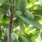 Paw Paw, Bananul de munte, plante altoite, soiuri autofertile Prima si Sunflower