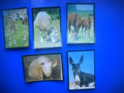 HOPCT LOT NR 62 / 5 CARTONASE -ANIMALE DOMESTICE / FAUNA- ITALIA foto