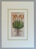 John Gerard &quot;Cornu ceruinum&quot; xilogravura 1597, Flori, Cerneala, Altul