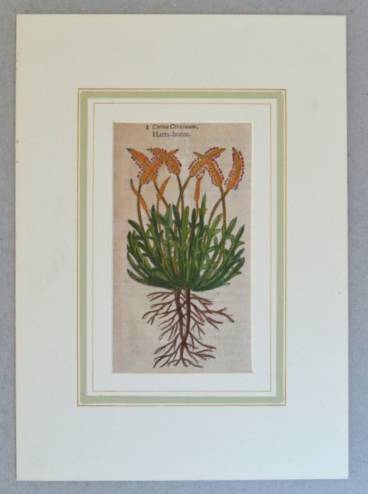 John Gerard &quot;Cornu ceruinum&quot; xilogravura 1597