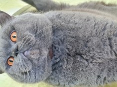 Brithish Shorthair Blue Motan