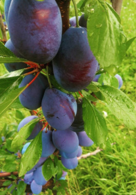 tuica prune foto