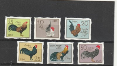 Fauna,pasari,cocosi Germania (DDR). foto