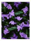 Tablou Canvas, "Splendoarea purpurie a primăverii", Flori, Violete, Petale, Natură, Verdeață, Frumusețe, Delicatețe, Prospețime, Primăvară, Eleganță,