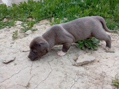 Amstaff American Staffordshire Terrier foto