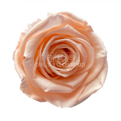 Trandafiri Criogenati XL PEA-99 (&amp;Oslash;6-6,5cm, set 6 buc /cutie) foto