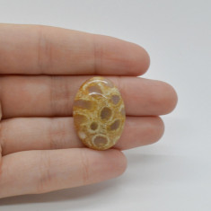 Cabochon coral fosilic 27x19x6mm c42