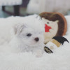 Pui Bichon Maltez