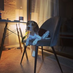 Beagle- femela, 10 luni foto