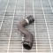 Furtun radiator răcire dreapta AUDI A4 8K2, B8 2010 OEM: 8K0121101P