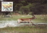 C3637 - Botswana carte maxima 1988, Fauna