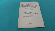 DESPRE CATEVA BOALE MOLIPSITOARE LA PORCI*CUNO?TIN?E PRACTICE PT. AGRICULTURA foto