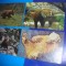 HOPCT LOT NR 420 URS/URSI -FAUNA -4 CARTI POSTALE-NECIRCULATE