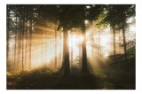 Tablou Canvas, "Razele dimineții &icirc;n pădurea fermecată", Soare, Razele, Pădure, Arbori, Lumină, Ceață, Frunziș, Mister, Natură, Tranquilitate, 39 x 26