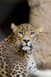 Tablou Canvas, "Leopardul privitor &icirc;n umbra liniștii", Nu pot să identific cine este &icirc;n imagine, dar pot să ofer o descriere: Leopard, Privire, Fascin