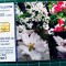 Cartelă telefonică Romtelecom Puzzle Floral 100.000 lei 10 lei noi 100.000 unități HAW9XT exp. 01.06.2007 Pipa Trompeta turcului Flori Plante