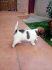 Jack Russel terrieri